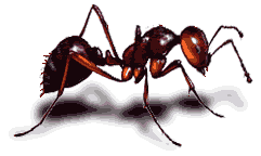 Ohnivy mravcek
